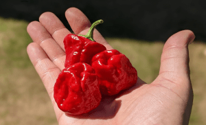 red Scotch Bonnet Pepper
