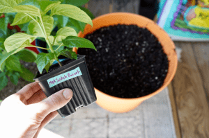 Growing Scotch Bonnet Peppers