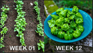 Scotch Bonnet Pepper Growth Stages
