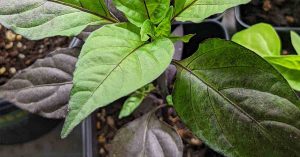 Pepper Leaves Turning Purple