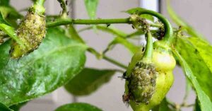 Control Thrips on Pepper Plants