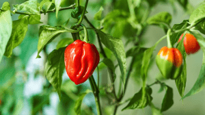 Scotch Bonnet Pepper Plant