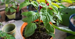 Scotch Bonnet Pepper