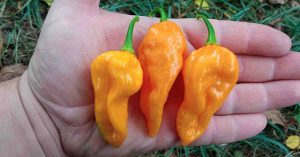 fatalii pepper