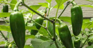 jalapeno pepper plant