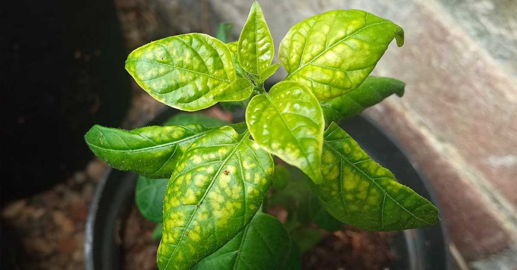Chili-Plant-Nutrient-Deficiency-image