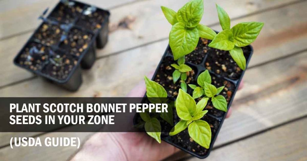Plant Scotch Bonnet Pepper Seeds in Your Zone